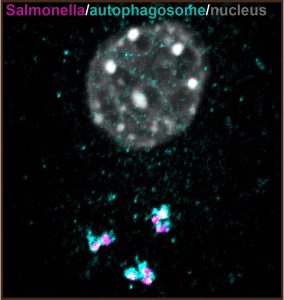 Immunofluorescence image of a mouse embryonic fibroblast labelled against Salmonella and autophagosome marker. Shows Salmonella within autophagosomes.